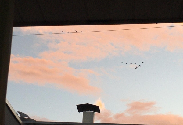 Tem amor na janela de casa
