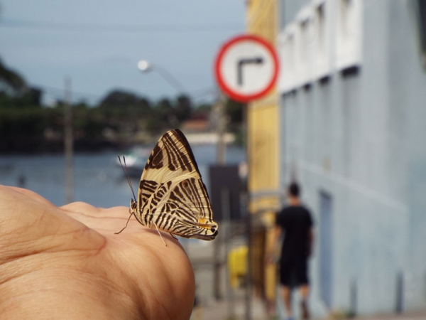 VIDA