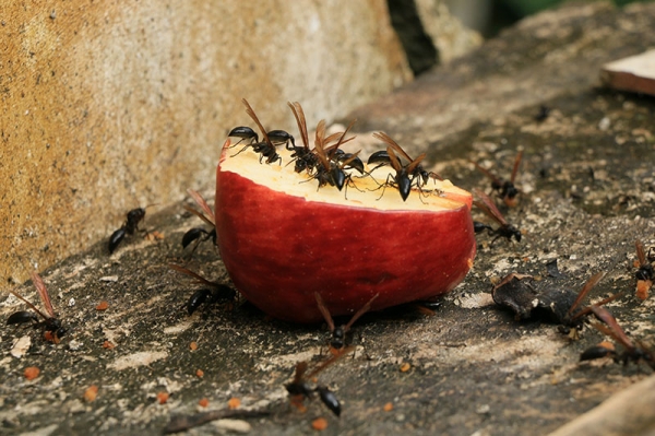 VIDA