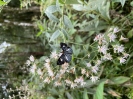 Borboleta