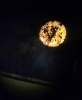 Florescer da Lua