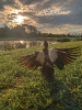 Pato assistindo ao pôr do sol