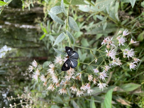 Borboleta
