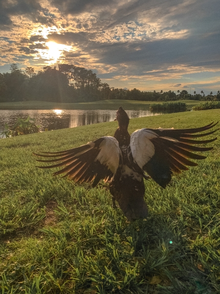 Pato assistindo ao pôr do sol
