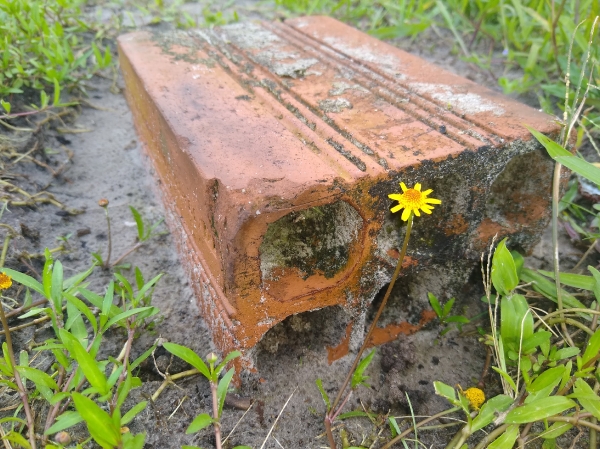 Beleza até nos lugares mais hostis