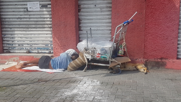 Seu cão, amigo em qualquer situação