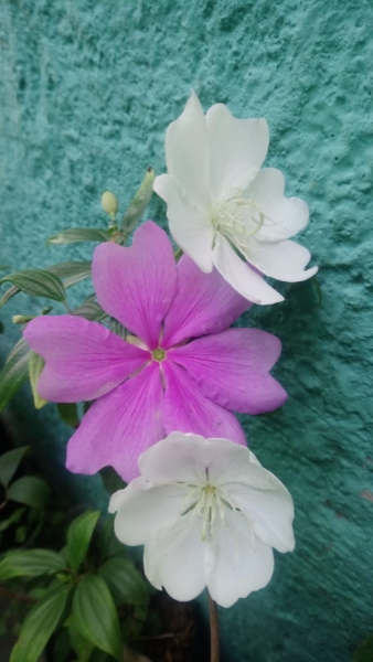 Bela flor