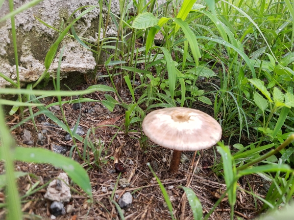 Cogumelo no jardim